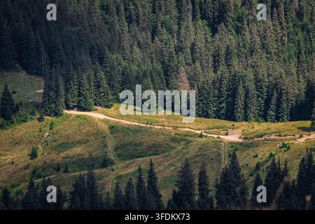 Detailed view of a winding mountain track cutting through a bright alpine pasture bordered by tall dark evergreens. Contrasting textures highlight the Stock Photo