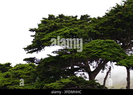 A large evergreen tree with broad spreading branches stands against coastal fog and a misty hillside at Ragged Point along California's Big Sur coast. Stock Photo