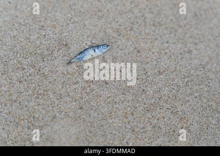 A small silvery fish lies washed up on fine rippled sand on the North Sea beach, Hvide Sande, Jutland, Denmark, August. Stock Photo