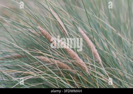 Seed heads of marram grass (Ammophila arenaria) bend in the wind on a coastal dune, Hvide Sande, Jutland, Denmark, August. Stock Photo