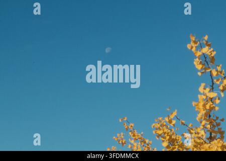 Bright yellow ginkgo leaves (Ginkgo biloba) in the corner of a deep blue autumn sky with the half moon visible, Germany, October. Stock Photo