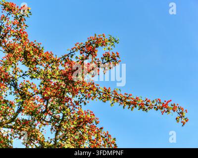 Plentiful red berries on a wild Hawthorn tree branch (Crataegus monogyna) against a blue Autumn sky - Bossay-sur-Claise, Indre-et-Loire (37), France. Stock Photo