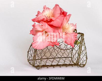 Pink Gladiolus Flowers in Vintage Gold Wire Mesh Handbag, Floral Still Life on White Background Stock Photo