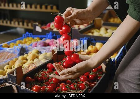 Person holds bunch of red cherry tomatoes in her hand while standing at grocery market. Stalls filled with various fruits like peaches and plums are v Stock Photo