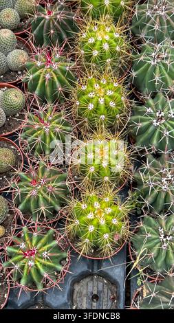 Globular cacti in small pots Stock Photo