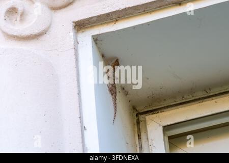 Ringed wall gecko (Tarentola annularis) on a window frame, a species common in North African homes, Cairo, Egypt Stock Photo