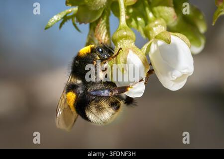 Earth Bumblebee - queen in early April on an opening bud of the Sweet Cherry Tree Stock Photo