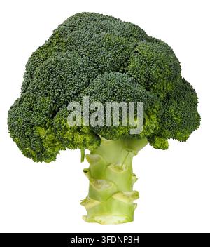 Fresh, green broccoli isolated on white background Stock Photo