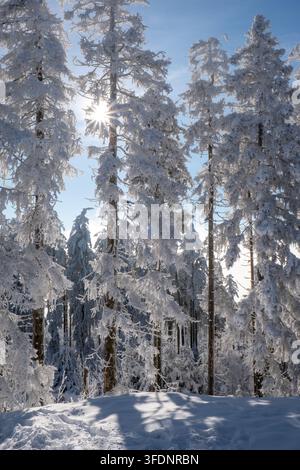Magical winter forest with frost covered conifers and sunburst through blue sky, perfect for seasonal and nature themes. Stock Photo