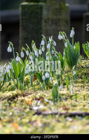 Delicate white snowdrops glistening with dew drops in soft morning light, perfect for spring, nature, and seasonal concepts. Stock Photo