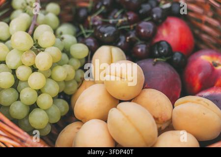 Basket with fresh summer fruits including apricots green grapes cherries peaches and nectarines close up, colorful harvest composition with natural li Stock Photo