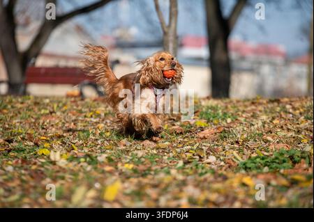 Playful English Cocker Spaniel carrying an orange ball in mouth while running on grass with scattered yellow autumn leaves. Active dog enjoying outdoo Stock Photo
