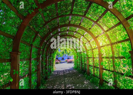 Sunlight filters through lush green vines arching over a stone path. Wooden trellis frames the tunnel Stock Photo