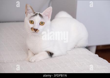 Cute white domestic cat lounging on soft cushioned surface Stock Photo
