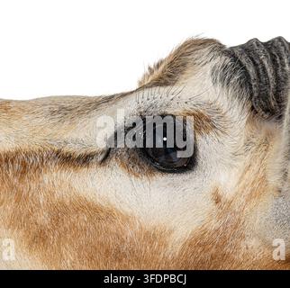 Mhorr gazelle eye and fur presenting intricate detail and texture Stock Photo