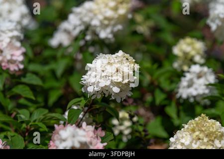 A cluster of hydrangea paniculata flourishes displaying vibrant white and faint pink blooms amidst lush green leaves in a tranquil garden during late Stock Photo