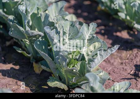 Vegetarian food. Broccoli displays vibrant green color and rich texture ...