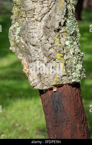 Detailed close-up of weathered tree bark with layered ridges, cracks ...
