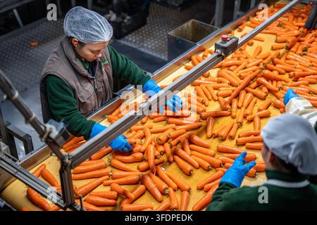 Two factory workers in hairnets and blue gloves sort and inspect fresh carrots on a wet conveyor belt at a vegetable processing plant, preparing produ Stock Photo