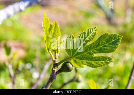 Close up of young green fig fruit and fresh leaves on branch in spring Stock Photo
