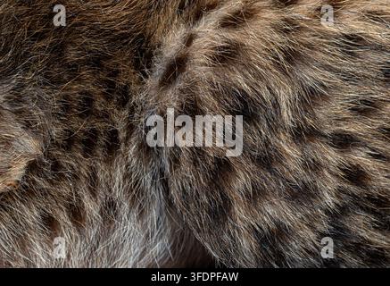 Northeast african cheetah cub fur showing dense texture and spotted pattern Stock Photo