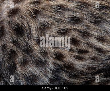 Northeast african cheetah cub fur showing brown and black markings Stock Photo