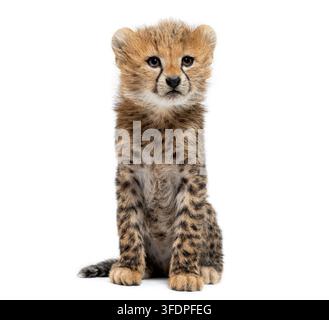 Two months old, Northeast African cheetah cub, Acinonyx jubatus soemmeringii, sitting and looking at camera Stock Photo