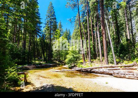 YOSEMITE VALLEY, USA - JUNE 30 2026: A clear stream flows over a sandy bed through a dense forest of towering pine trees. Large fallen logs rest in th Stock Photo