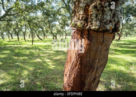Close-up of a cork oak with freshly stripped bark in a sunlit montado landscape in Portugal, showing sustainable cork harvesting, textured bark, and s Stock Photo
