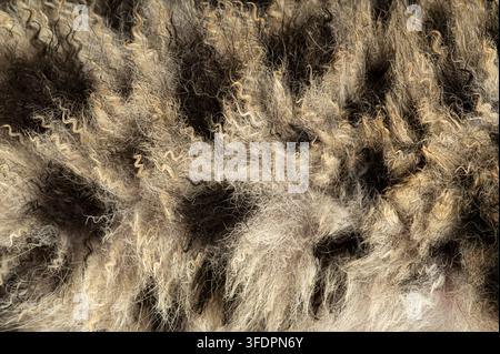 Snow leopard cub, panthera uncia, fur presenting its unique fluffy and spotted texture Stock Photo