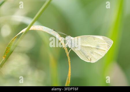 Small Cabbage White Butterfly Pieris rapae Resting on Grass in Green Summer Meadow Stock Photo