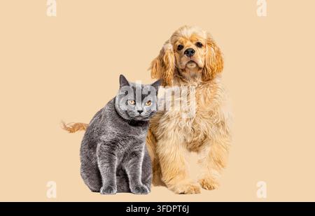 Gray british shorthair cat and cream american cocker spaniel dog standing on a plain background Stock Photo