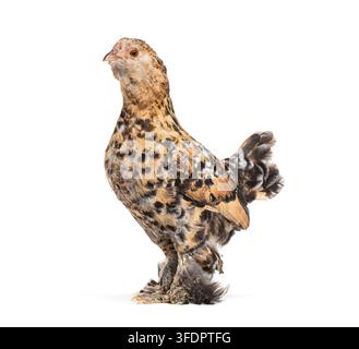 Sabelpoot booted bantam chicken standing side view on a white studio background Stock Photo