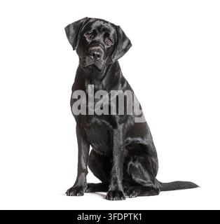 Black labrador retriever dog sitting on a white background Stock Photo