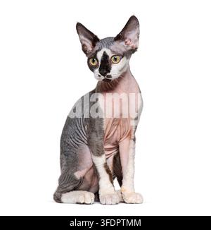 Devon Rex cat sitting and watching, with a unique pattern on its face Stock Photo