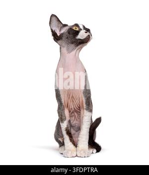 Devon rex kitten with curly fur standing out on a clean white background Stock Photo