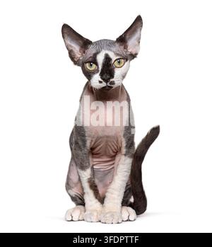 Devon rex kitten with tuxedo markings and large ears sitting confidently Stock Photo