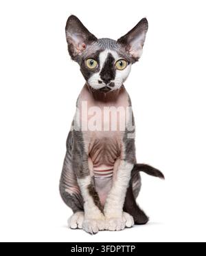 Devon Rex cat kitten with green eyes sitting, looking at camera Stock Photo