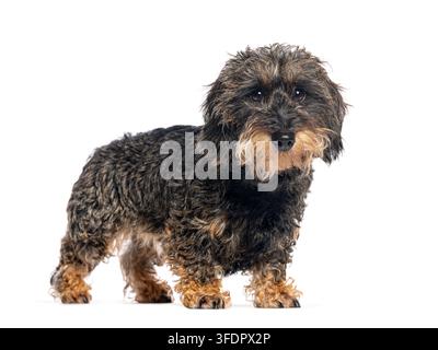 Wire haired dachshund dog with brown and black fur standing, looking at camera Stock Photo