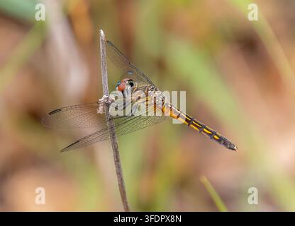 A Blue Dasher (Pachydiplax longipennis) dragonfly resting on a dried stem in the driftless area at Blue River Sand Barrens in Grant County, Wisconsin. Stock Photo