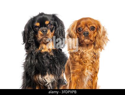 Two cavalier king charles spaniel dogs, one black and tan, one ruby, sitting on a white background Stock Photo
