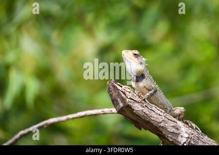 Oriental Garden Lizard, Bloodsucker Lizard, Perched on a Tree Branch. An Oriental Garden Lizard commonly known as the Bloodsucker. Stock Photo