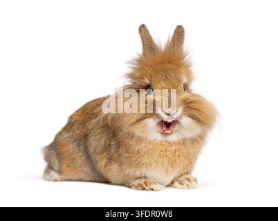 Lionhead dwarf rabbit yawning, showing teeth on a white isolated background Stock Photo