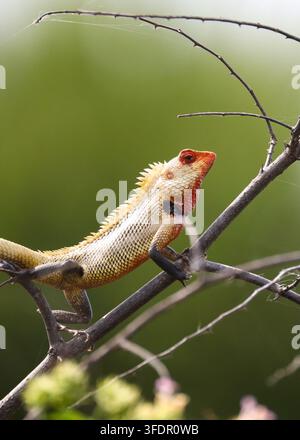 Oriental Garden Lizard, Bloodsucker Lizard, Perched on a Tree Branch. An Oriental Garden Lizard commonly known as the Bloodsucker. Stock Photo