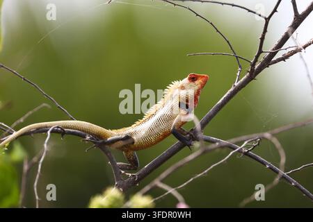 Oriental Garden Lizard, Bloodsucker Lizard, Perched on a Tree Branch. An Oriental Garden Lizard commonly known as the Bloodsucker. Stock Photo