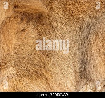 rabbit fur showing detailed texture with brown and golden hair Stock Photo