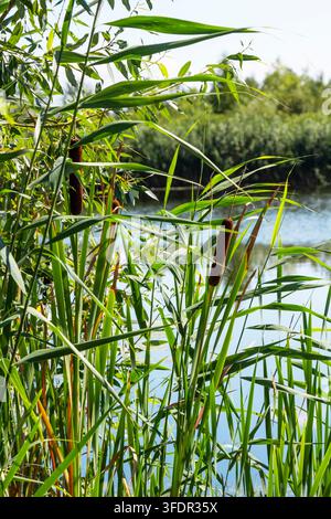 Reeds growing on the river bank, close-up Stock Photo