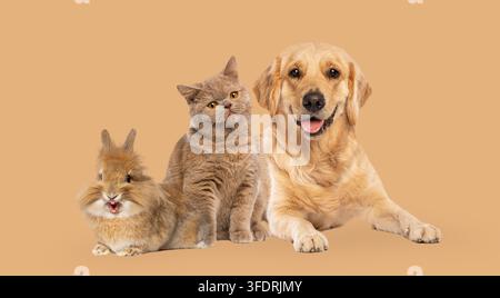 Group of domestic pets, dog, cat, and rabbit, lying side by side Stock Photo