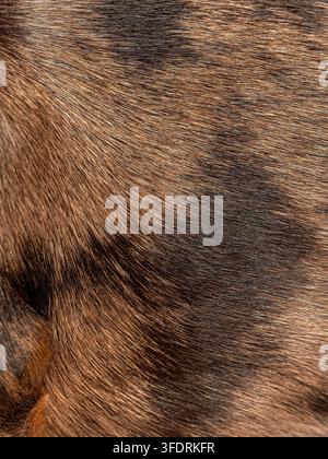 Close up of brown and black dachshund fur showing textured pattern Stock Photo