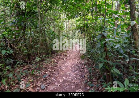 A narrow dirt path winds through a dense Amazon rainforest, surrounded by vibrant green foliage, vines and trees. The serene tropical setting evokes a Stock Photo